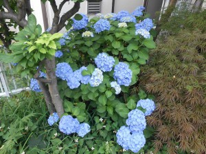 梅雨の時期に美しく咲く紫陽花(あじさい)