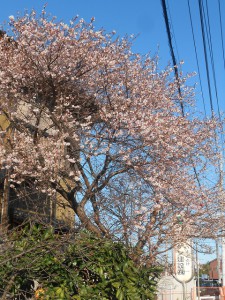 『どでん』派 寒桜を見て想う…④