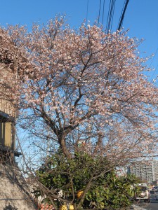 『どでん』派 寒桜を見て想う…②