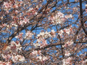 『どでん』派 寒桜を見て想う…③