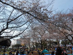 鳩ヶ谷商工会40周年記念『桜まつり』に参加！