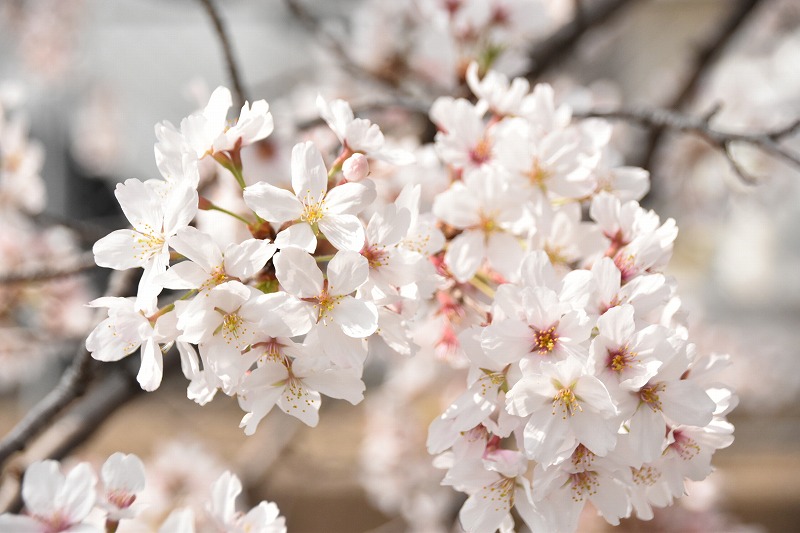 見沼の桜